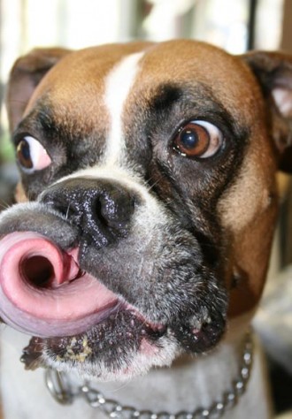 funny boxer dog face